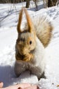 Squirrel on the snow