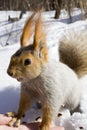 Squirrel on the snow