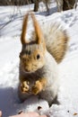 Squirrel on the snow Royalty Free Stock Photo