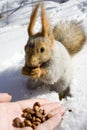 Squirrel on the snow Royalty Free Stock Photo