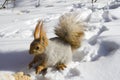 Squirrel on the snow Royalty Free Stock Photo