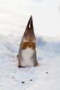 Squirrel on snow