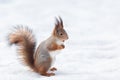 Squirrel in the snow