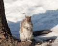 Squirrel on the snow sitting on the tree trunk.