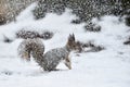 Squirrel on snow at snowfal