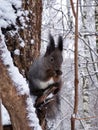 Squirrel. Winter forest. Squirrel east. ÃâÃÂµÃÂ»ÃÂºÃÂ° ÃÂ² ÃÂ·ÃÂ¸ÃÂ¼ÃÂ½ÃÂµÃÂ¼ ÃÂ»ÃÂµÃÂÃÆ. ÃâÃÂµÃÂ»ÃÂºÃÂ° ÃÂ½ÃÂµÃÂ¾ÃÂ±Ãâ¹Ãâ¡ÃÂ½ÃÂ¾ÃÂ³ÃÂ¾ ÃÂ¾ÃÂºÃâ¬ÃÂ°ÃÂÃÂ° Royalty Free Stock Photo