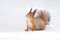 Squirrel snow winter Royalty Free Stock Photo