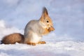 Squirrel snow winter Royalty Free Stock Photo