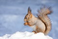 Squirrel snow winter Royalty Free Stock Photo