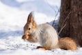 Squirrel snow winter Royalty Free Stock Photo