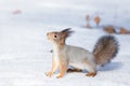 Squirrel snow winter Royalty Free Stock Photo