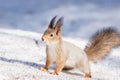 Squirrel snow winter Royalty Free Stock Photo