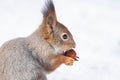 Squirrel snow winter Royalty Free Stock Photo