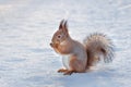 squirrel in the snow in winter Royalty Free Stock Photo