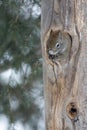 Squirrel with snowy nose sticking out of hole in tree trunk