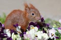 Squirrel among some flowers