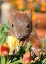 Squirrel among some flowers