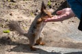 Squirrel in the spring or autumn eating nuts from a man`s hand Royalty Free Stock Photo