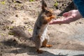 Squirrel in the spring or autumn eating nuts from a man`s hand Royalty Free Stock Photo