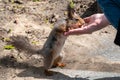 Squirrel in the spring or autumn eating nuts from a man`s hand Royalty Free Stock Photo