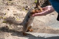 Squirrel in the spring or autumn eating nuts from a man`s hand Royalty Free Stock Photo