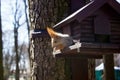 Squirrel spring Royalty Free Stock Photo