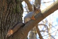 Squirrel spring in the woods Royalty Free Stock Photo