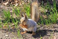 Squirrel spring in the woods Royalty Free Stock Photo