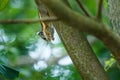 Squirrel,Squirrel in Thailand. Royalty Free Stock Photo