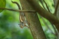 Squirrel,Squirrel in Thailand. Royalty Free Stock Photo