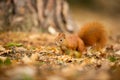 Squirrel. The squirrel was photographed in the Czech Republic. Royalty Free Stock Photo