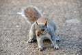 Squirrel in St James Park Royalty Free Stock Photo