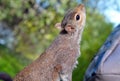 Squirrel in St James Park Royalty Free Stock Photo