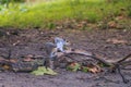 A squirrel in St. James Park in London