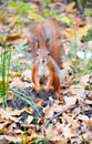 squirrel standing on autumn dry leaves with brown coa Royalty Free Stock Photo