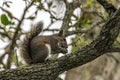 a squirrel is standing on a branch eating an acorn Royalty Free Stock Photo