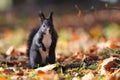 Squirrel standing on colorful leafs Royalty Free Stock Photo