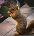 Squirrel standing and eating Royalty Free Stock Photo