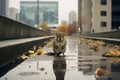 a squirrel standing on the edge of a wet sidewalk Royalty Free Stock Photo