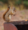 Squirrel standing on fire ring