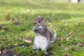 squirrel standing in the grass in central park Royalty Free Stock Photo