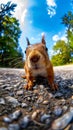 A squirrel is standing on the ground looking at the camera Royalty Free Stock Photo