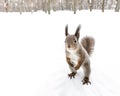Squirrel standing on hind feet looking forward in winter forest