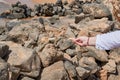 A squirrel standing on the rocks at the edge of the ocean waiting to receive a peanut from a girl Royalty Free Stock Photo