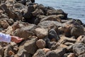 A squirrel standing on the rocks at the edge of the ocean waiting to receive a peanut from a girl Royalty Free Stock Photo