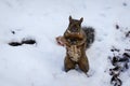 A squirrel standing in snow and starring at camera in winter 2019-2020