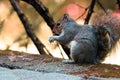 Squirrel standing on a stone in the forest Royalty Free Stock Photo