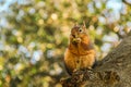 A Squirrel standing on a tree Royalty Free Stock Photo
