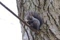 Squirrel stands on a branch cracks and eats a walnut Royalty Free Stock Photo