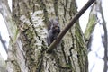 Squirrel stands on a branch cracks and eats a walnut Royalty Free Stock Photo
